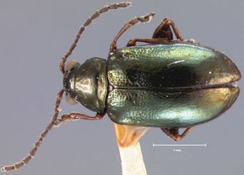 Media type: image;   Entomology 25031 Aspect: habitus dorsal view